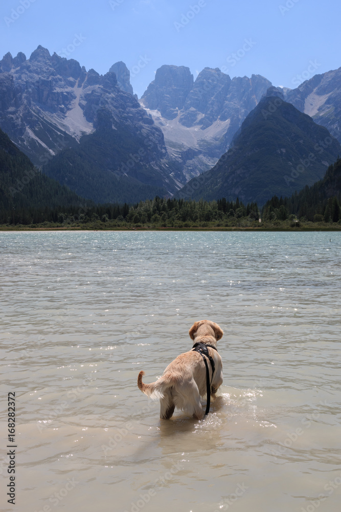 Golden Retriever nel Lago di Landro - Sullo sfondo il monte Cristallo (Dolomiti) Golden Retriever nel Lago di Landro - Sullo sfondo il monte Cristallo (Dolomiti)