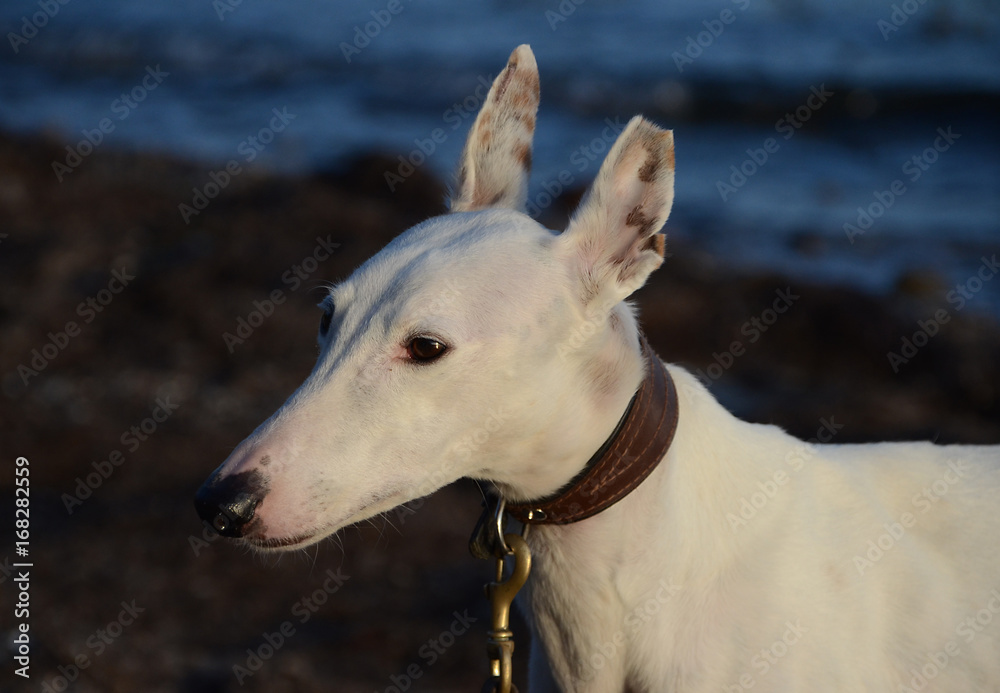 Face portrait of a white podenco dog. The tip of one ear was removed by the former owner as a kind of owner's mark. Face portrait of a white podenco dog. The tip of one ear was removed by the former owner as a kind of owner's mark.