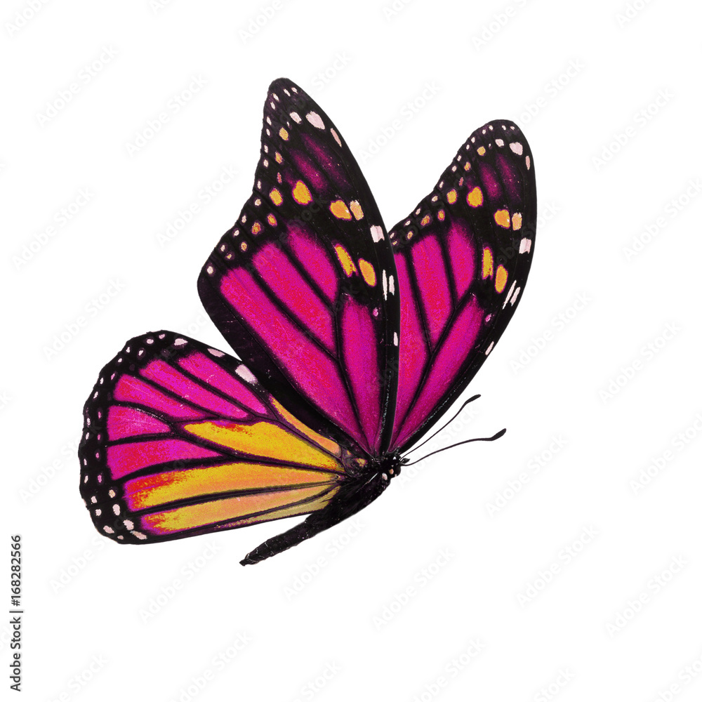 Naklejka premium motyl monarcha na białym tle