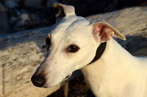 Face portrait of a white whippet dog. © Kim