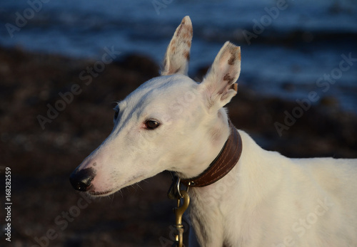 Face portrait of a white podenco dog. The tip of one ear was removed by the former owner as a kind of owner s mark.