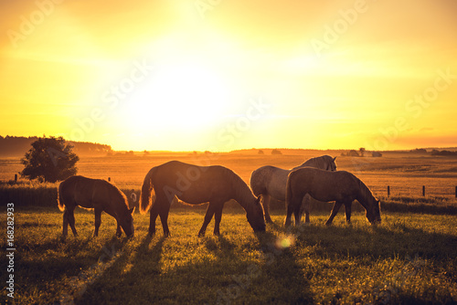Konie © Nebelski
