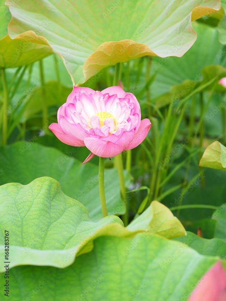 蓮の花