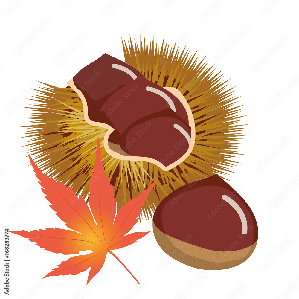 秋の味覚 イガ付きの栗のイラスト Chestnut Illustration Stock ベクター Adobe Stock