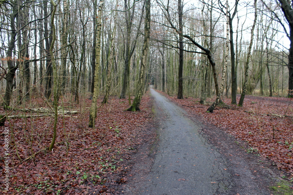 Obraz premium Amsterdam forest autumn