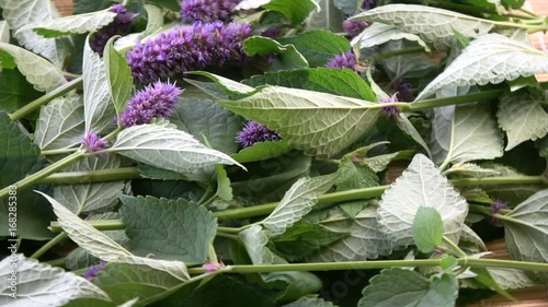 Fresh Anise hyssop Agastache foeniculum rotating medical herb blossoming background