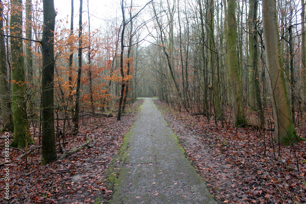 Fototapeta premium Amsterdam forest autumn