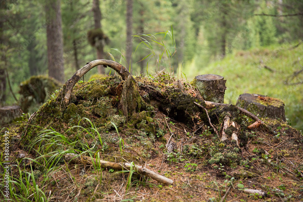 Fototapeta premium Ceppo di pino nel bosco