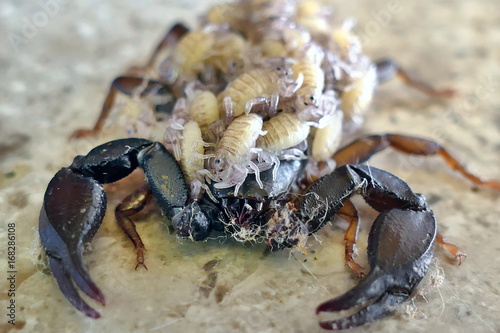 A female scorpion carrying its offspring on its back - side view