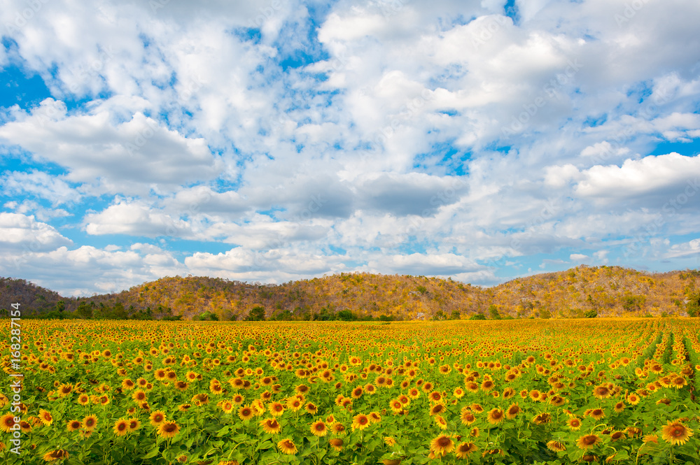 Beautiful landscape sunflower field and mountain over cloudy blue sky in Thailand