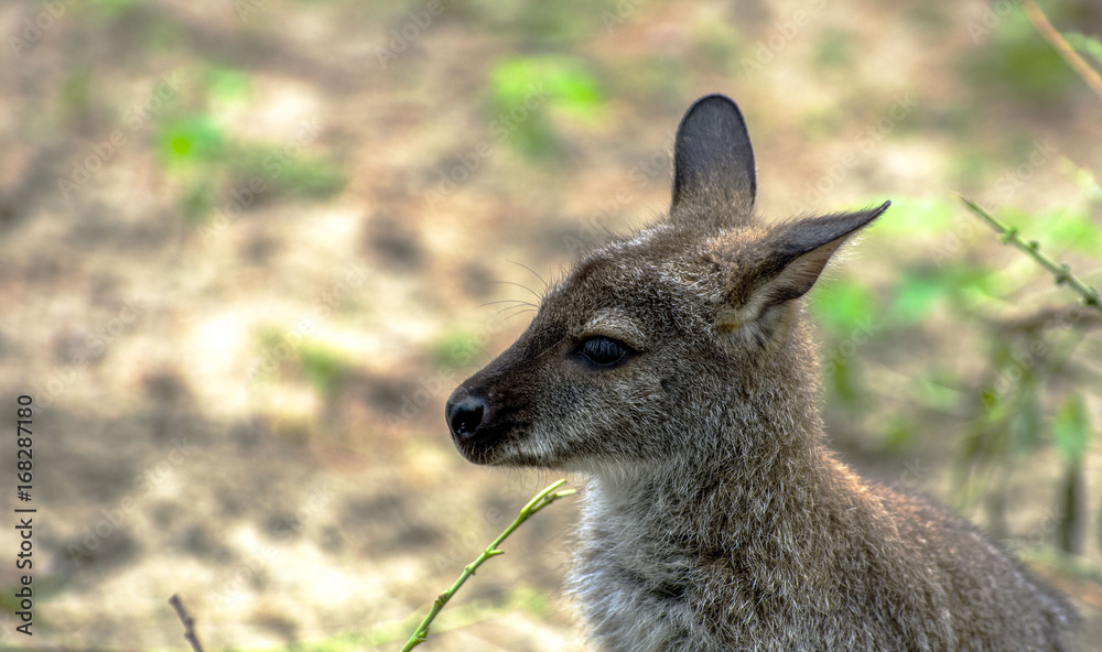 Young Kangaroo photographed at the zoo. Good separation from the background.