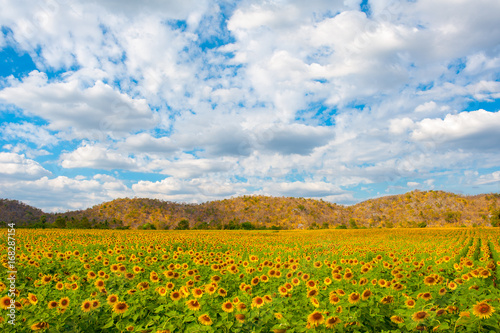 Beautiful landscape sunflower field and mountain over cloudy blue sky in Thailand © Jeerayut