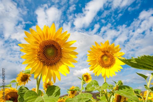 Beautiful sunflowers in the field over cloudy blue sky