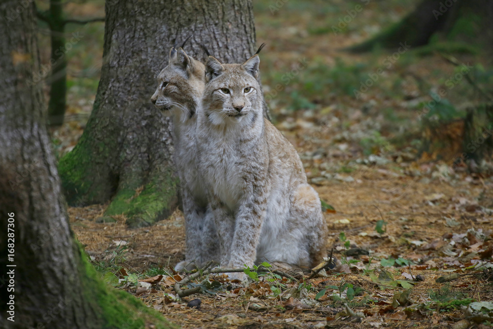 Eurasische Luchse oder Nordluchs (Lynx lynx) im Herbstlaub Eurasische Luchse oder Nordluchs (Lynx lynx) im Herbstlaub