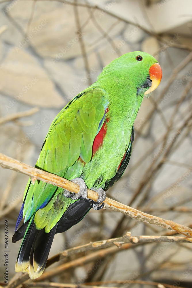 Obraz premium Salomonen Edelpapagei (Eclectus roratus), Männchen