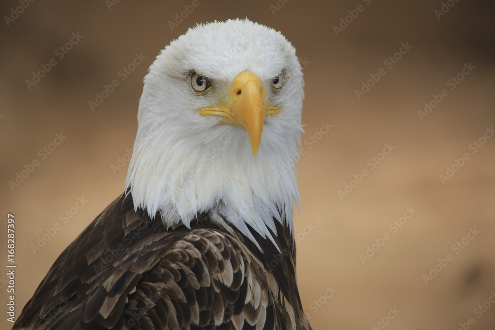 Weißkopfseeadler (Haliaeetus leucocephalus) Weißkopfseeadler (Haliaeetus leucocephalus)