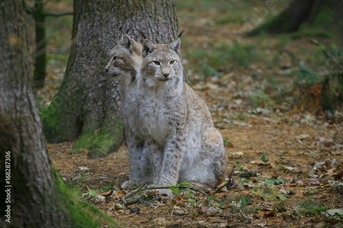 Eurasische Luchse oder Nordluchs  Lynx lynx  im Herbstlaub