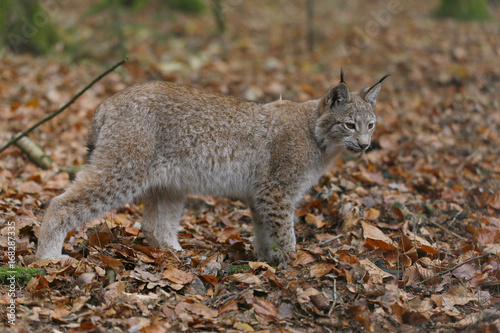 Eurasischer Luchs oder Nordluchs  Lynx lynx  im Herbstlaub