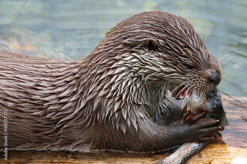 Fischotter (Lutra lutra) mit Fisch