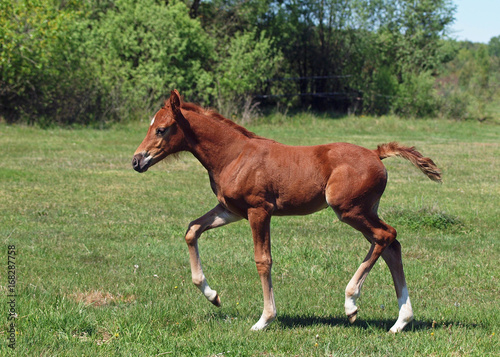 The chestnut foal shows the effective movements on a meadow © goldika