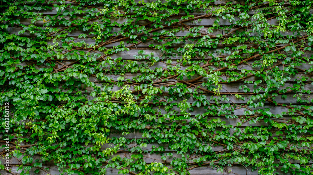 green ivy on wood backgroundgreen ivy on wood background - obrazy, fototapety, plakaty 