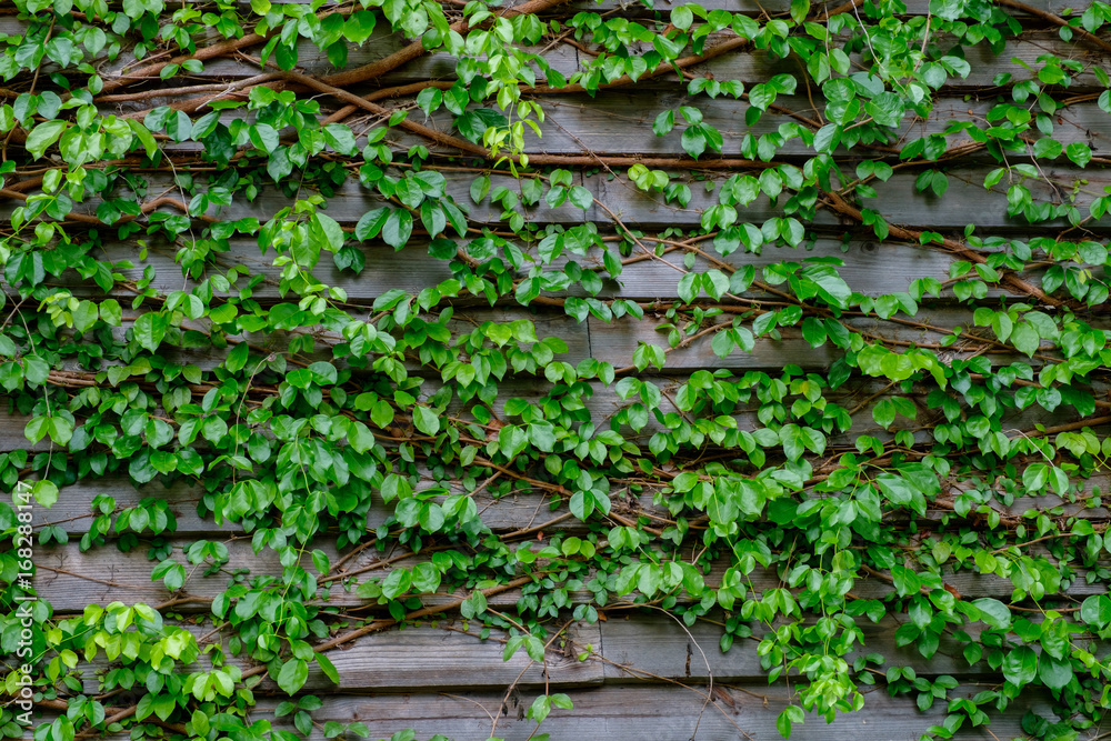 green ivy on wood backgroundgreen ivy on wood background