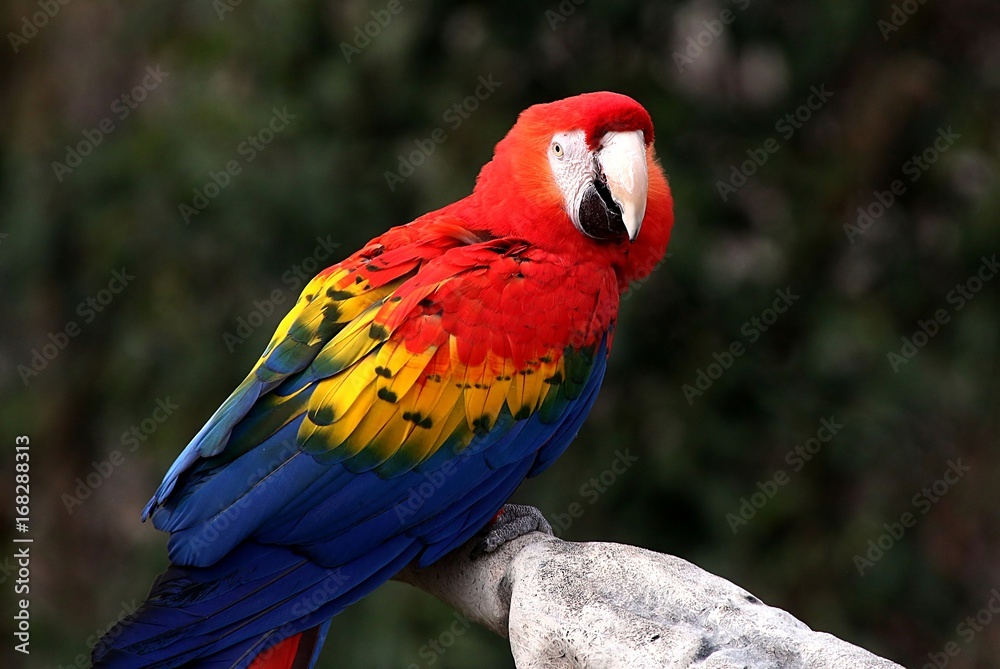 South American Scarlet Macaw (Ara Macao) facing the camera. South American Scarlet Macaw (Ara Macao) facing the camera.