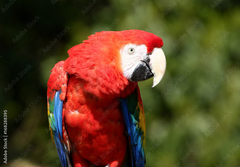 South American Scarlet Macaw (Ara Macao) portrait.