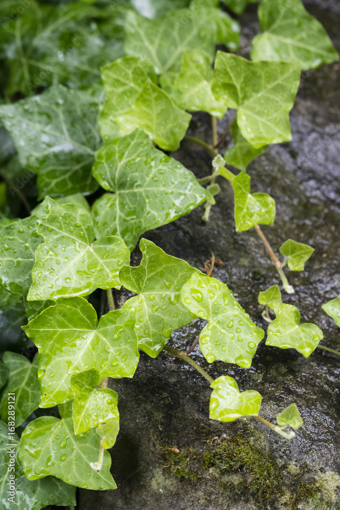 Wet leaves of ivy. Wet leaves of ivy.