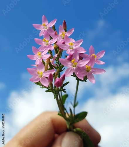 Tausendgueldenkraut; Centaurium, erythraea, Heilpflanze photo