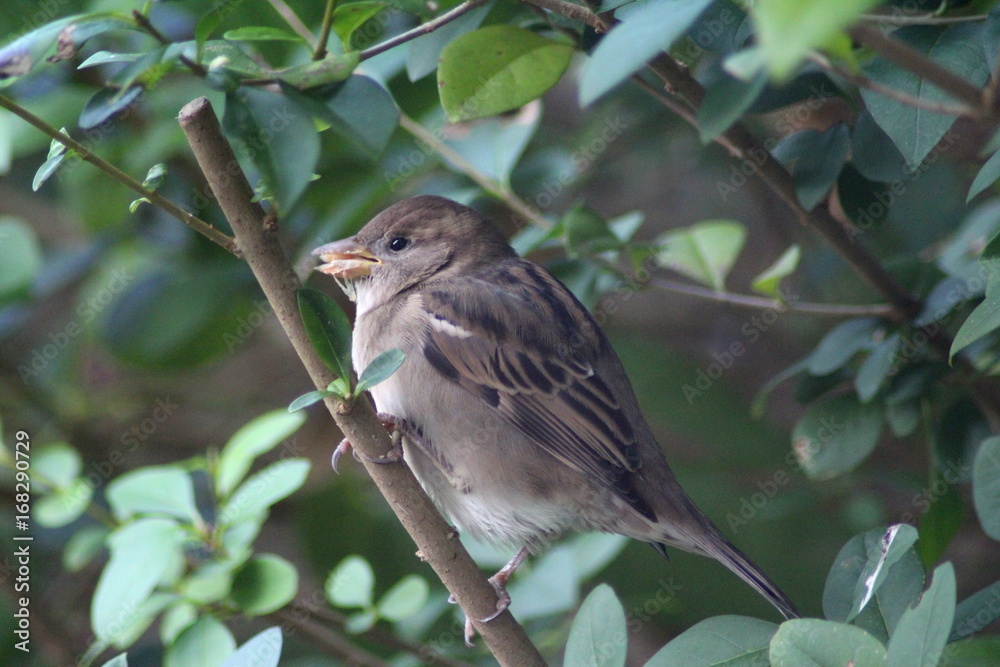 Fototapeta premium House sparrow