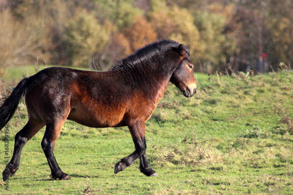 Wild exmoor ponies