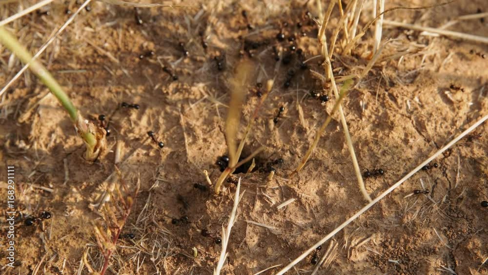 Crawling ants after rain on the soil Crawling ants after rain on the soil