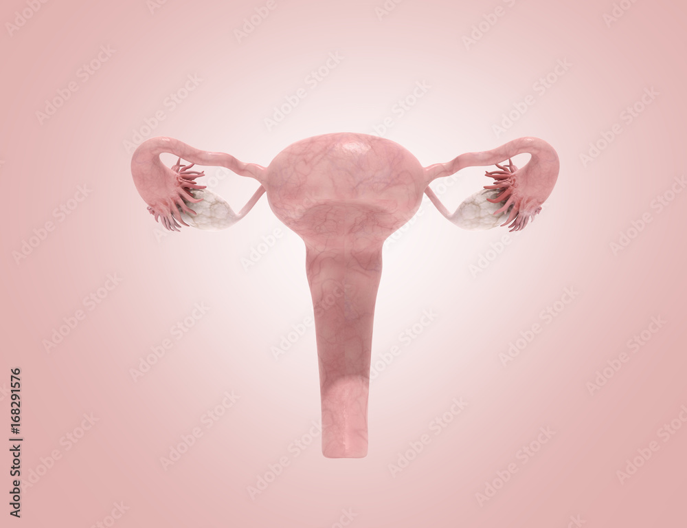 female reproductive system 3d render on pinc ackground