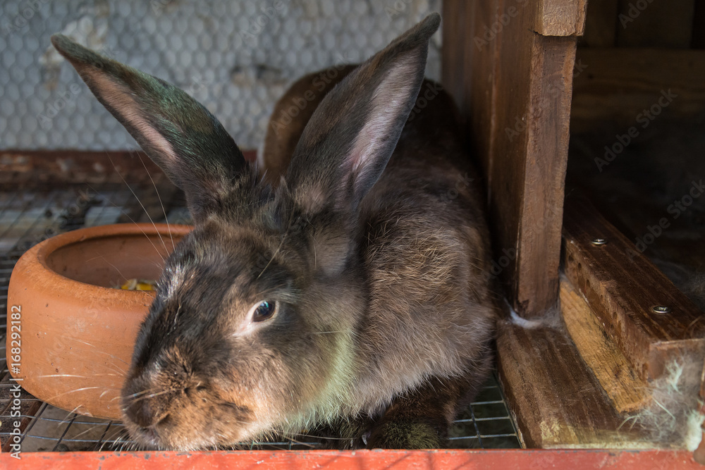 Naklejka premium Brown rabbit in the cage