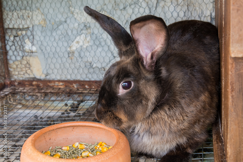 Naklejka premium Brown rabbit in the cage