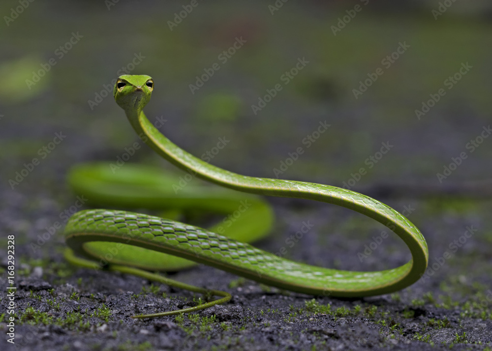 Obraz premium Maharashtra