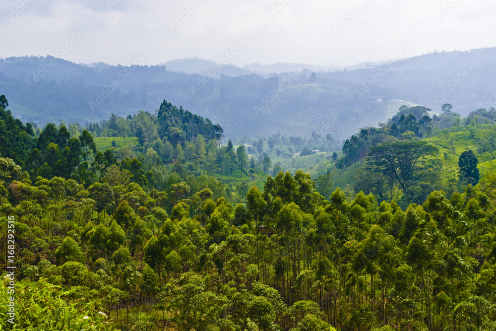 Fototapeta premium Scenic views of tea plantations in Sri Lanka