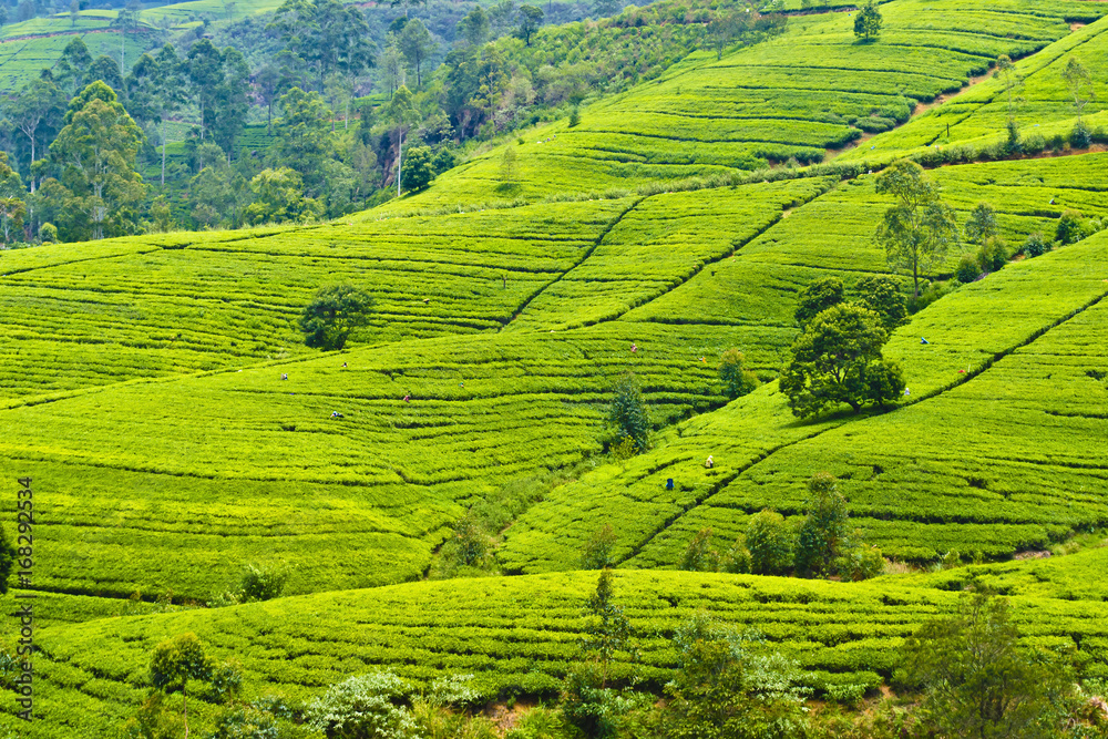Scenic views of tea plantations in Sri Lanka. Views of the plantation and tea mackwoods labookellie tea in Nuwara Eliya