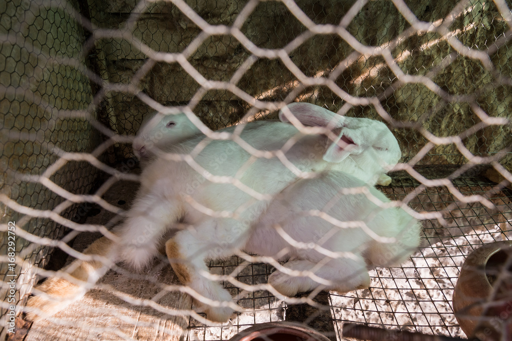 Obraz premium White rabbits in the cage