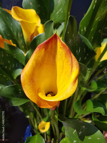 Zantedeschia, aethiopica, Zimmercalla, Calla photo