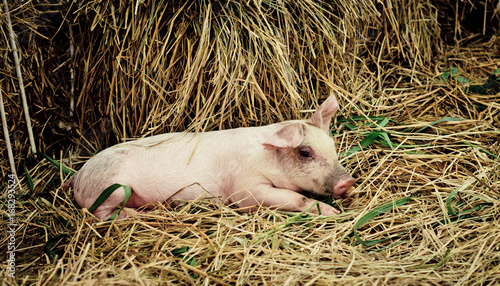 Cute baby pig in farm