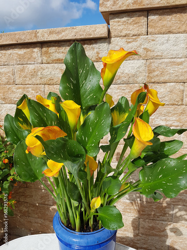 Zantedeschia, aethiopica, Zimmercalla, Calla photo