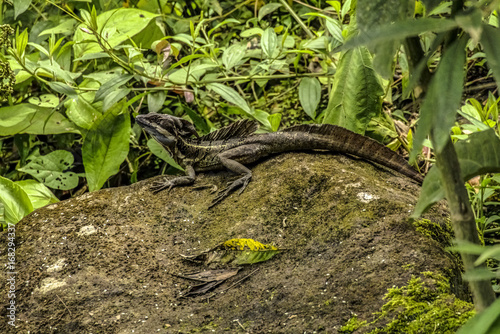 Panama Lizard