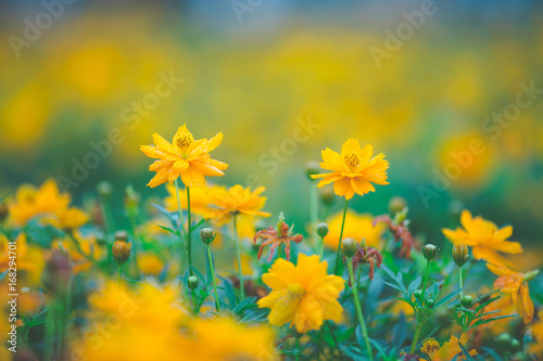 yellow cosmos flowers In the garden,soft focus © apichon_tee
