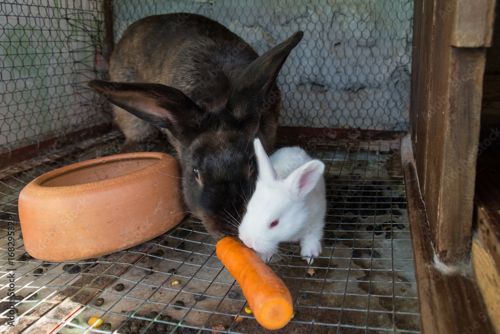 Naklejka premium Mother rabbit with newborn bunny