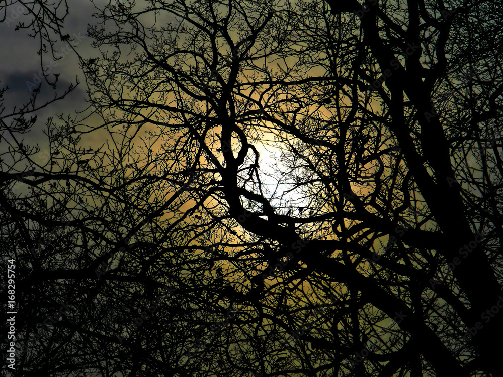 Soleil et branchages en contrejour