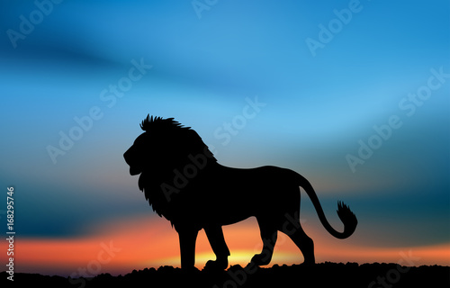 African lion in the sunset