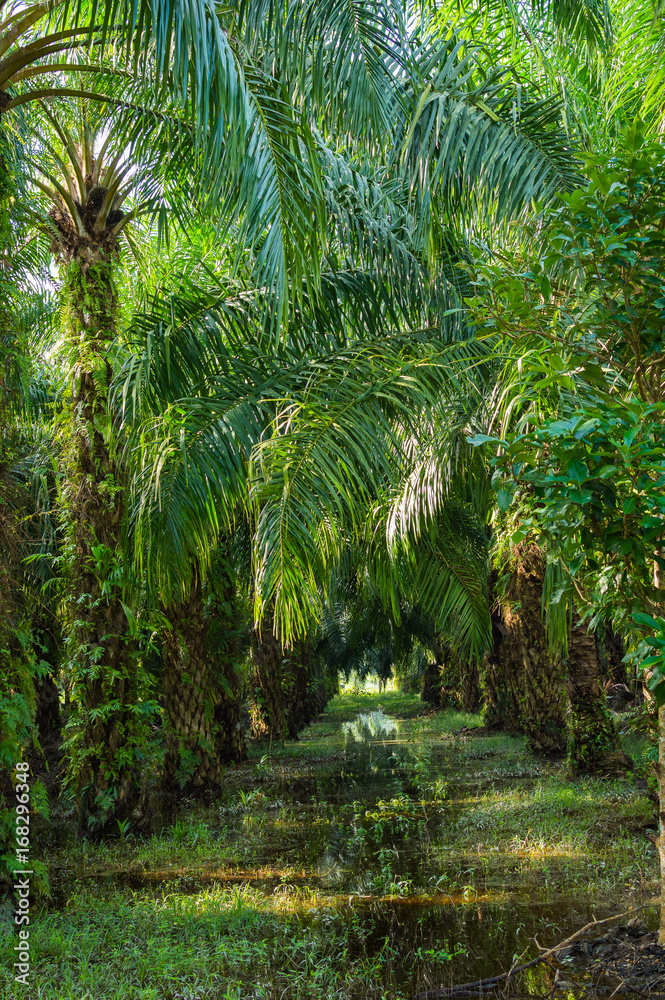 Palm oil plantation in Asia. Rural Thailand