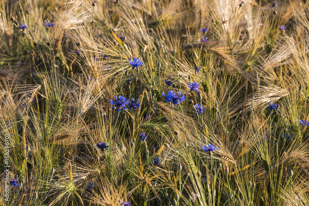 Fototapeta premium Cornflower and Grain
